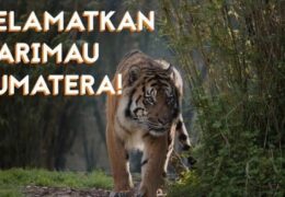 Harimau Sumatera vs Eskavator