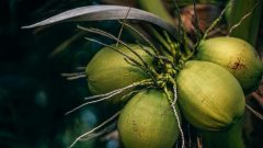 Harga Kelapa Naik 3 Kali Lipat di Purwakarta, UMKM dan Pedagang Kelimpungan